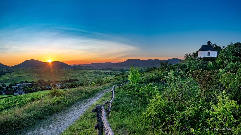 Weinberge in der Pfalz bei Sonnenuntergang